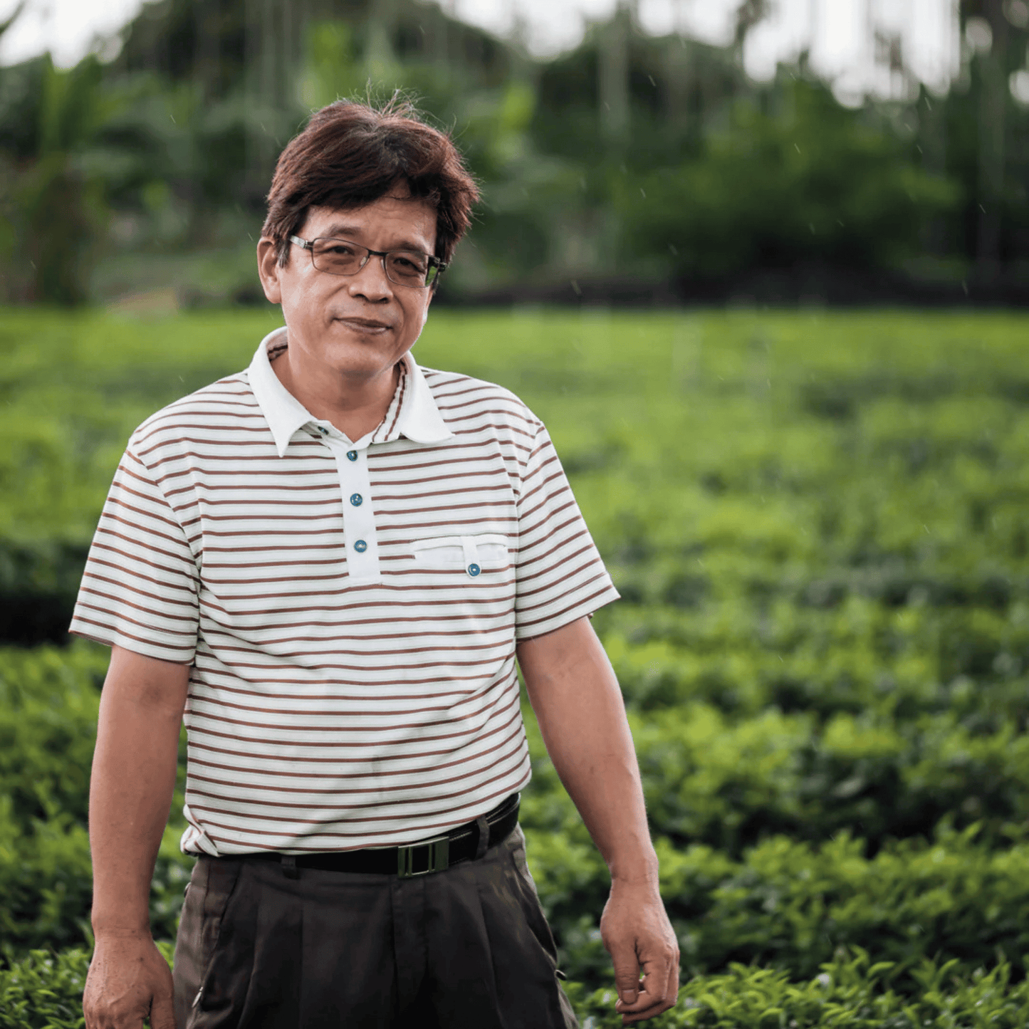 Forest Calm Oolong